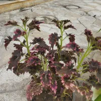 گل طبیعی.حسن یوسف