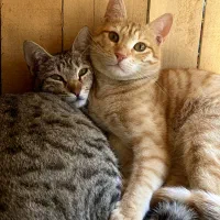 گربه خونگی بازیگوش