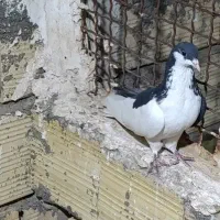 کبوتر خوشرنگ|پرنده|بوئین زهرا, |دیوار