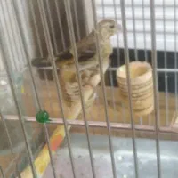 جوجه سهره قناری
