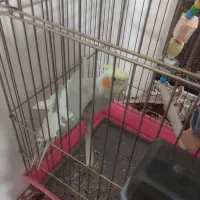 عروس هلندی نرماده بسیار خوشگل و بازیگوش|پرنده|زنجان, |دیوار