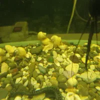 حلزون سیب بالغ