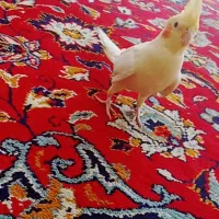 عروس هلندی