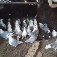 کبوتر پلاکی