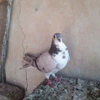 کفتر طاقی فروشی۱۷۰