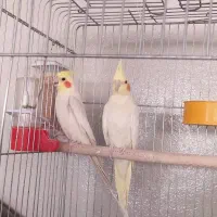 عروس هلندی جفت مولد سالم