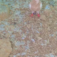 طوقی اجری9عدد|پرنده|بستک, |دیوار