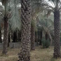 فروش نخل ریش دار|خدمات باغبانی و درختکاری|بهبهان, |دیوار