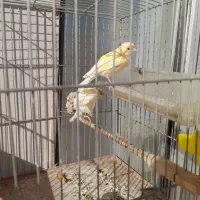 قناری نروماده|پرنده|کنگاور, |دیوار