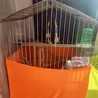 عروس هلند نر سخنگو