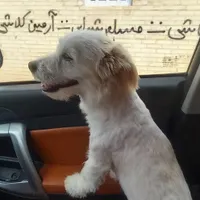 واگذاری سگ بازیگوش وبا ادب|سگ|یزد, |دیوار