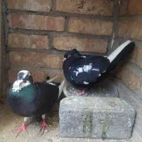 یک جفت کفتر