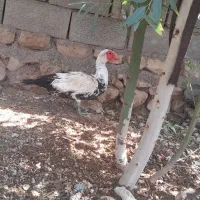 فروش اردک روسی|حیوانات مزرعه|هندمینی, |دیوار