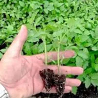 نهال گوجه درجه یک