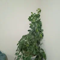 گل شفلرا|گل و گیاه طبیعی|عنبران, |دیوار