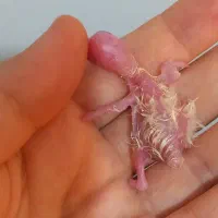 جوجه عروس هلندی یک روزه