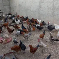 مرغ تخمگذار سفید عمده فروشی