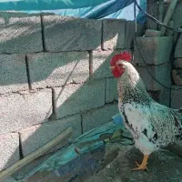 3عدد خروس 8ماه درشت محلی اصل