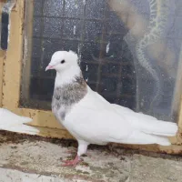 نر طوقی هفترنگ لوندار|پرنده|بروجرد, |دیوار