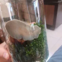 حلزون بزرگ