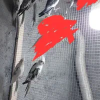 فروش عروس هلندی