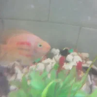 آکواریوم فروشی|ماهی|آستارا, |دیوار