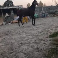 اسب کرد جوان|اسب و تجهیزات اسب‌سواری|تبریز, |دیوار