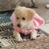 mix فروش فوری