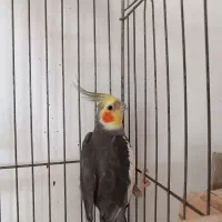 عروس هلندی|پرنده|لنگرود, |دیوار