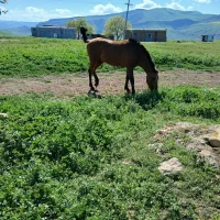 اسب نریان یک سال هشت