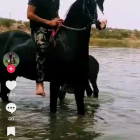 مادیان عرب فقط کره هاش فروشی هستن