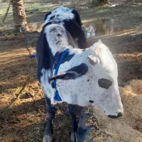 جلب سه ساله اسرائیلی