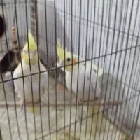 2عددعروس هلندی