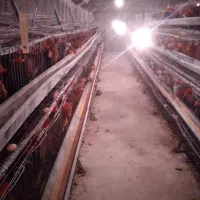 مرغ تخمگذار نژاد گلپایگانی|حیوانات مزرعه|فلاورجان, |دیوار