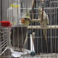 عروس هلندی|پرنده|تهران, تختی|دیوار