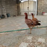 دوعدد ماده بسیار ذات بالا|حیوانات مزرعه|میناب, |دیوار