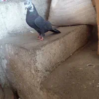 کبوتر کله ماستی