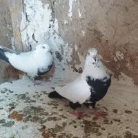 کبوتر سینه دم سیاه