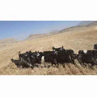 بیست پنج بیگ نر