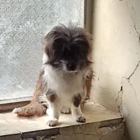 سگ نر شیتزو