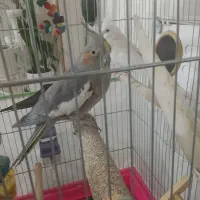 عروس  با جوجه و قفس و تمام ملضومات