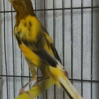 قناری ابلق نررسمی بلند مست مست