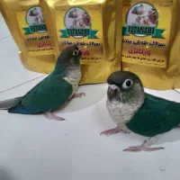 سرلاک طوطی سانان ویتانژی