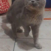 اسکاتیش اصل