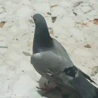 کبوتر