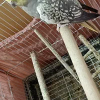 فنچ و عروس|پرنده|محلات, |دیوار