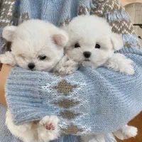 سگ پودل مالتیز ۶۵۰۰|سگ|تهران, جنت‌آباد مرکزی|دیوار