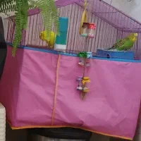 مرغ عشق بالغ