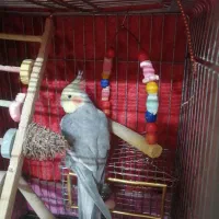 عروس هلندی نرو ماده تخم گذار|پرنده|فردیس, فردیس|دیوار