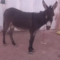الاغ ماده